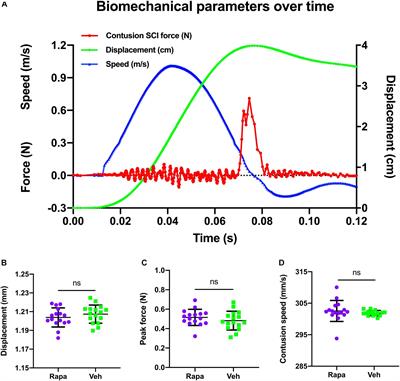 Rapamycin Preserves Neural Tissue, Promotes Schwann Cell Myelination and Reduces Glial Scar Formation After Hemi-Contusion Spinal Cord Injury in Mice